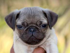 Best Quality Pug price in Ahmedabad INR 24,000 to INR 50,000
