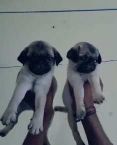 Order KCI Register Pug Online from Shubhkennel.
