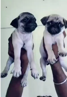 Buy Fully Vaccinated pug from Shubh Kennel
