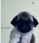 Purchase Best Quality of Pug from Shubh Kennel