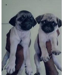 Fully Vaccinated Pug Price in Vizag