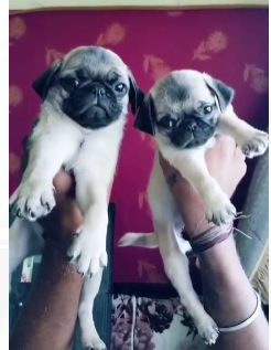 Order Healthy Pug Online from Shubh Kennel
