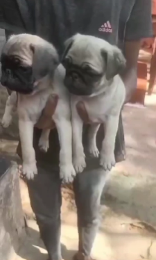 Pug price in Jaipur INR 24,000 to INR 50,000