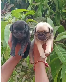 Smart Pug price in Jaipur INR 24,000 to INR 50,000