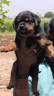 Healthy Rottweiler price in Vizag