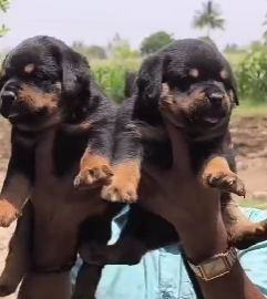 Attractive Rottweiler Price in Chennai from INR 35,000 to INR 50,000 