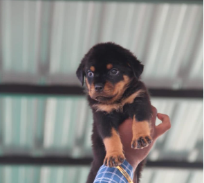 Fully Vaccinated Rottweiler Price in Chennai from INR 35,000 to INR 50,000 