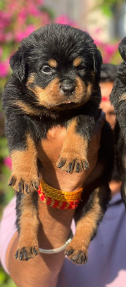 Healthy Rottweiler Price in Chennai from INR 35,000 to INR 50,000 