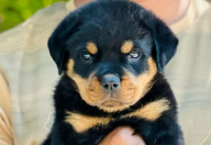 KCI Register Rottweiler Price in Chennai from INR 35,000 to INR 50,000 