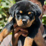 Rottweiler Price in Chennai from INR 35,000 to INR 50,000 