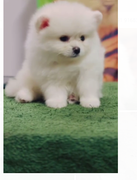 Healthy Toy Pomeranian price in Chennai INR 90,000 to 1,00,000