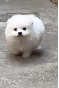 Fully Vaccinated Toy Pomeranian price in Chennai INR 90,000 to 1,00,000