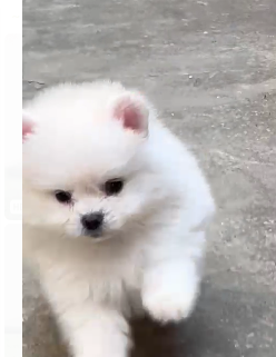Toy Pomeranian price in Chennai INR 90,000 to 1,00,000