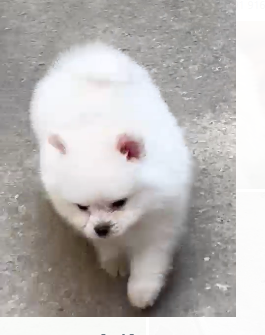 KCI Register Toy Pomeranian price in Chennai INR 90,000 to 1,00,000